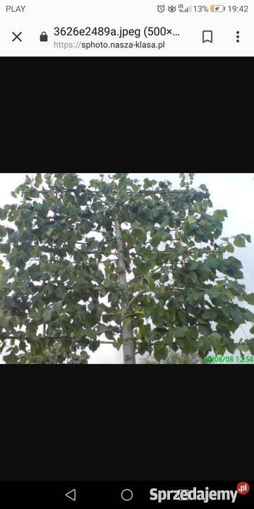 Drzewa formowane Lipy formowane Drzewa Liściaste Łódź