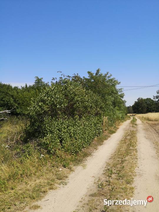 Sprzedam bezpośrednio działkę 5700m2 w otoczeniu Katarzyna sprzedam