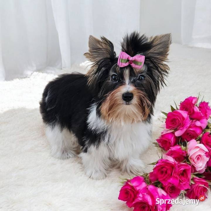 Piękna Miniaturowa maleńka Suczka York Biewer Do York