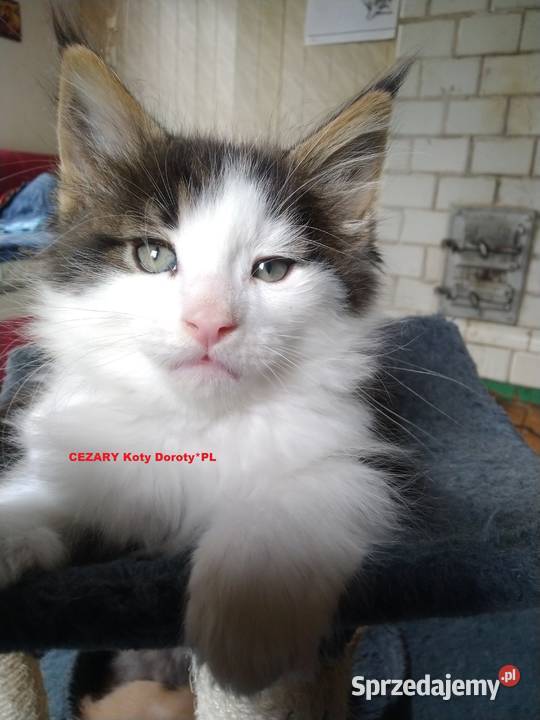 Kocieta Koty Doroty Pilica