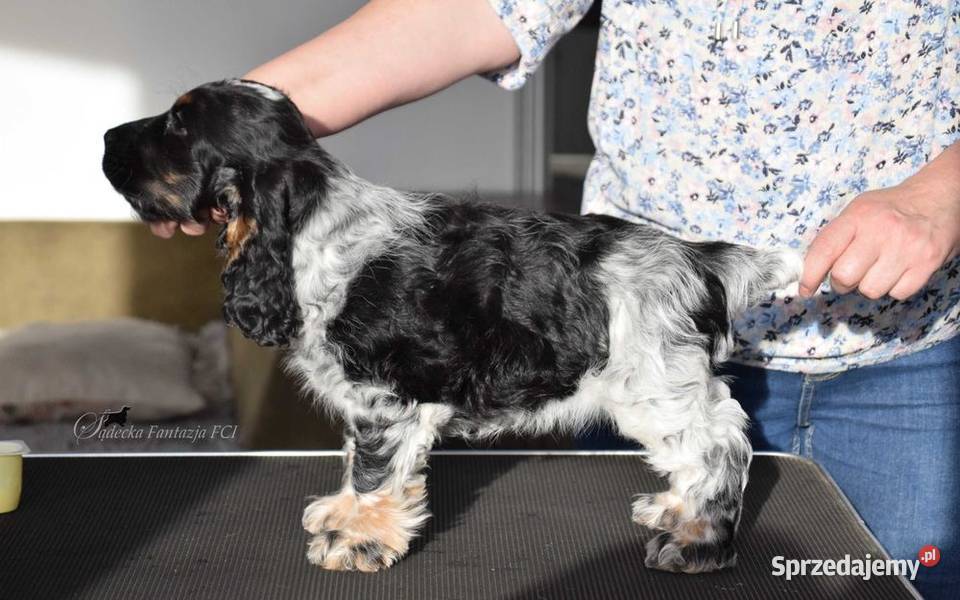 Cocker Spaniel Angielski Burbon Cocker Spaniel Nowy Sącz