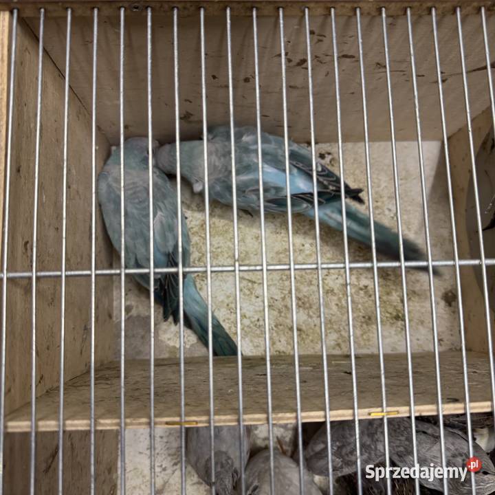 Mnichy nizinne Pawłowice