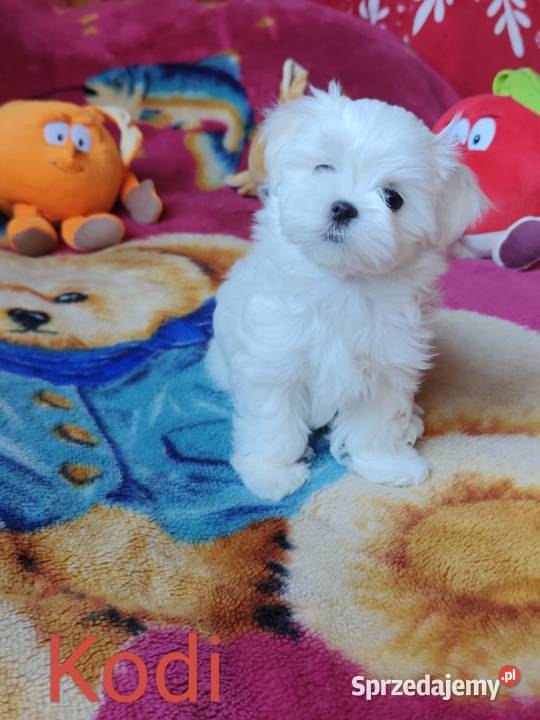 Piesek Maltańczyk Gotowy na zmianę domu Zwoleń