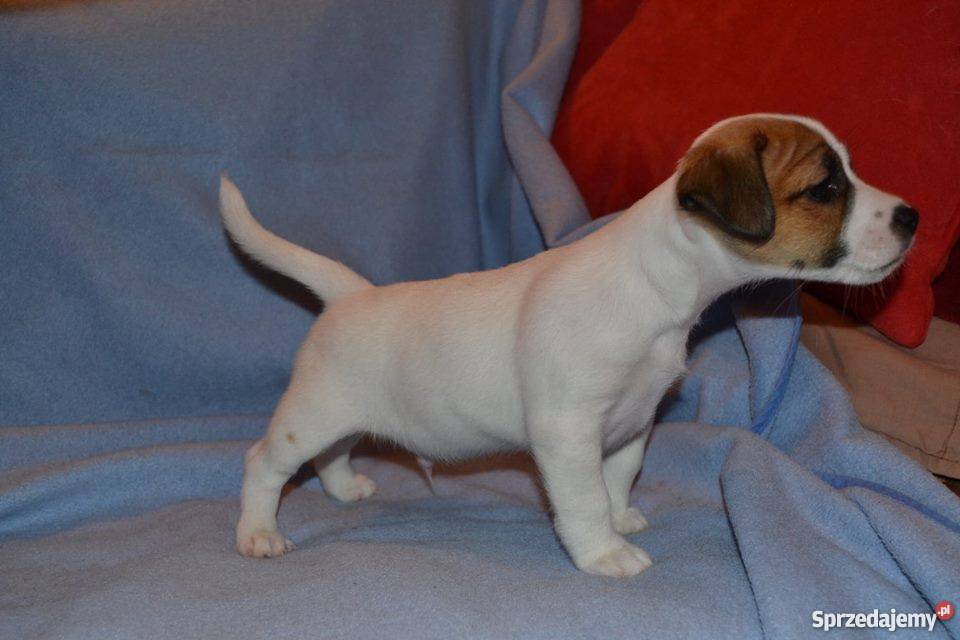 JACK RUSSELL TERRIER ZKwP FCI Lublin sprzedam
