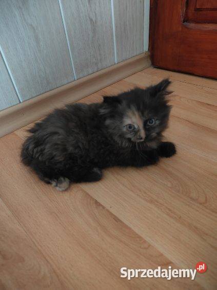 Maine Coon Polesie Mikułowskie sprzedam