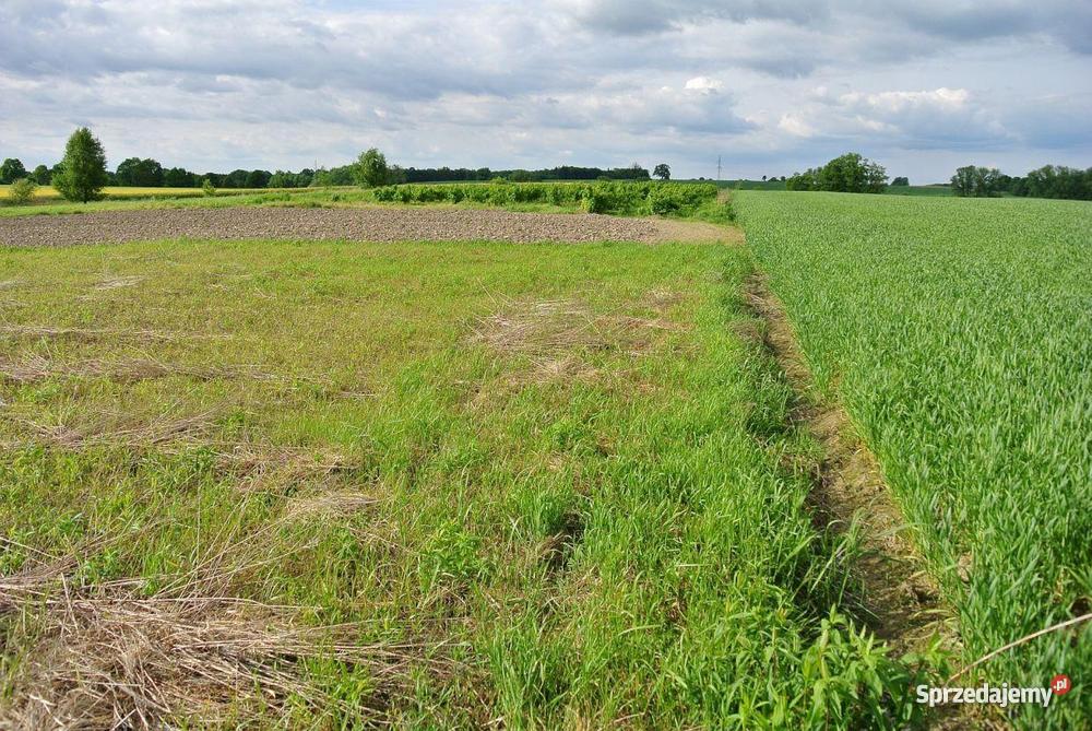 Działka Pierwoszów 1 690 m budowlana Pierwoszów