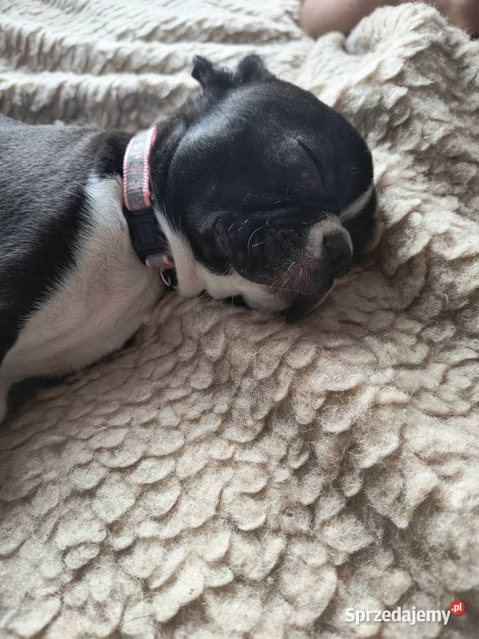 Boston terrier matka FCI możliwość dowozu Poznań