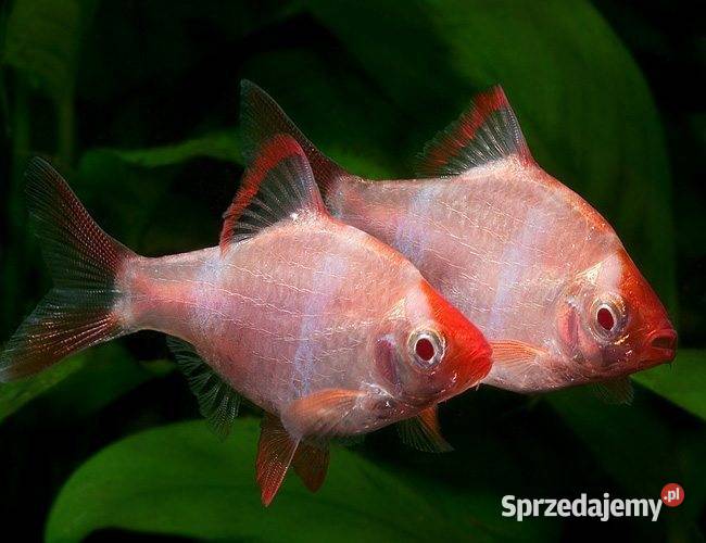 Brzanka sumatrzańska Puntigrus tetrazona ODMIANA Gdańsk