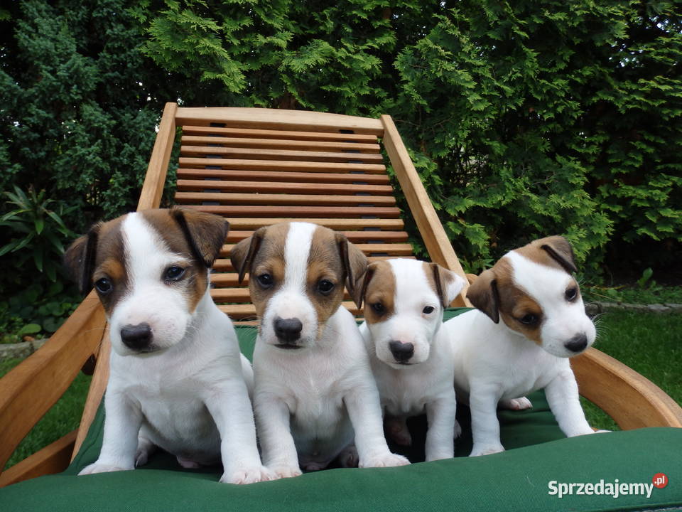Jack Russell Terrier zapowiedź miotu WIOSNA 25 Bełchatów sprzedam