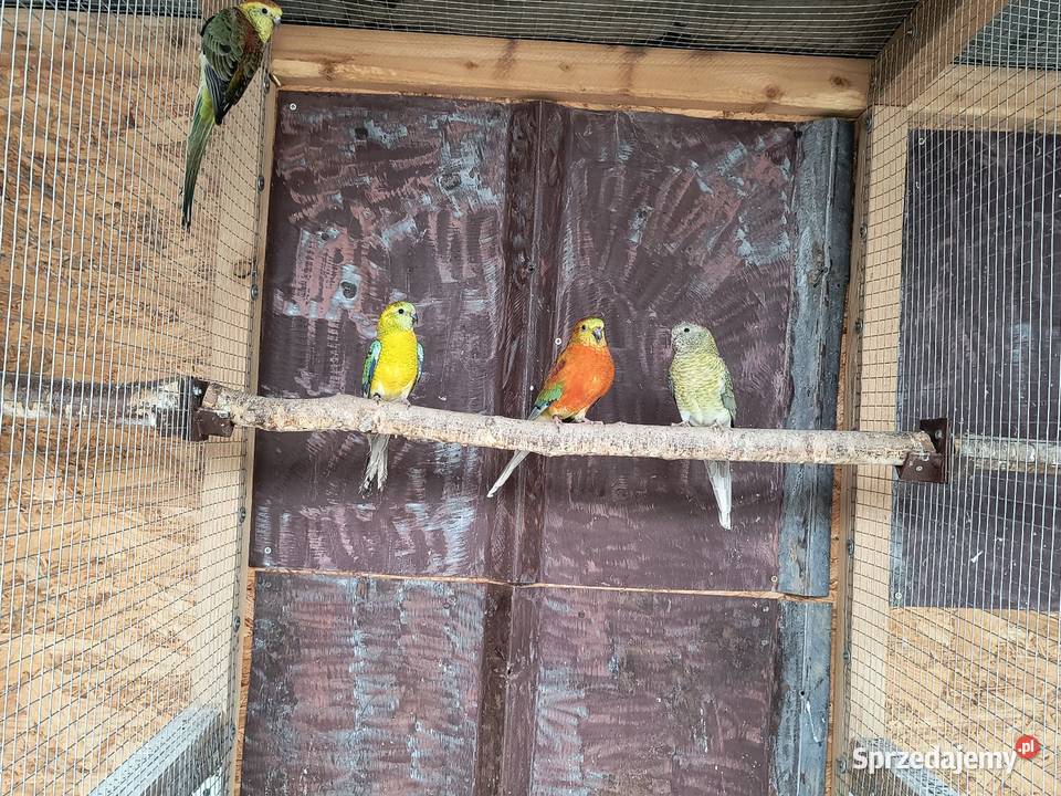 Świergotki seledynowe Racibórz