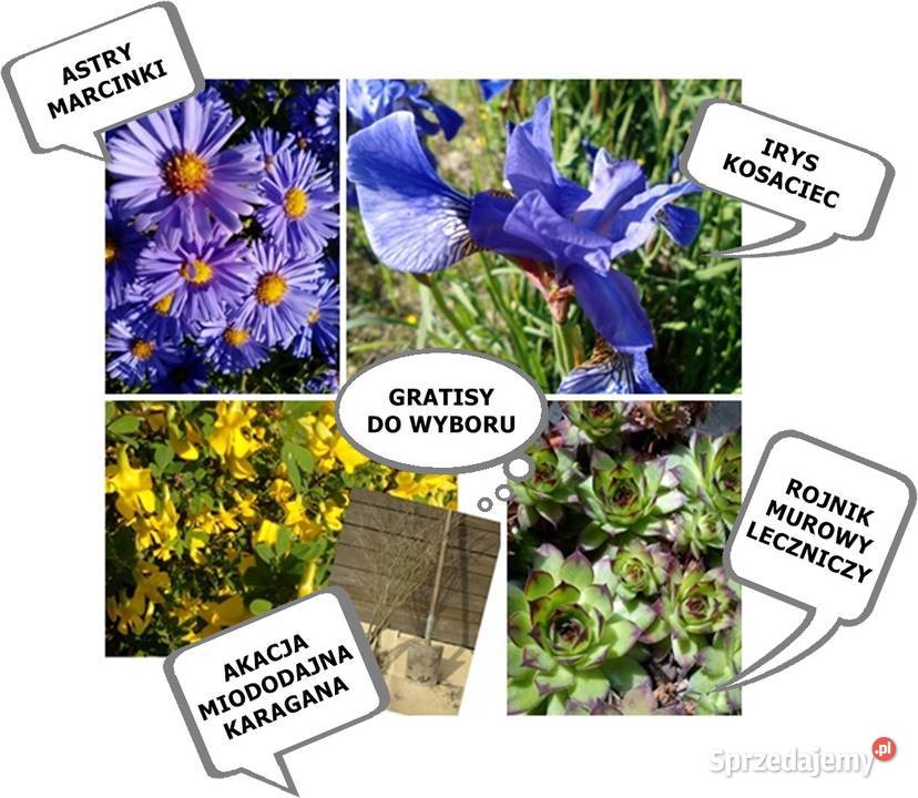 ROŚLINYBYLINY WIELOLETNIE NA SKALNIAK NA Kołobrzeg