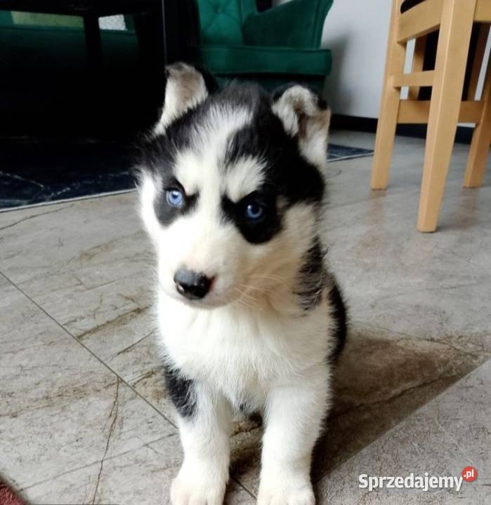 Syberian Husky