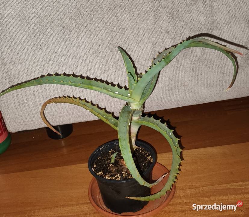 Aloes 1 sukulent wysokość 24 Warszawa