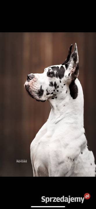 Suczka dog niemiecki czarna rodowodowa Mszczonów