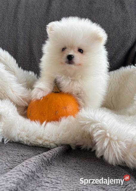 SZPIC MINIATUROWY POMERANIAN ŚLICZNA SUNIA Łódź sprzedam