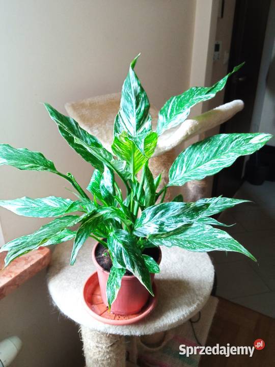 Kwiaty domowe podlaskie sprzedam