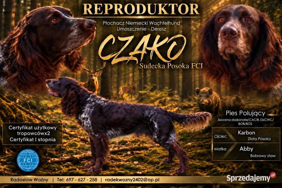 Reproduktor płochacz niemiecki wachtelhund dolnośląskie Strzegom