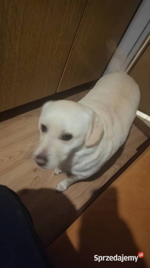 Oddam pieska w ręce