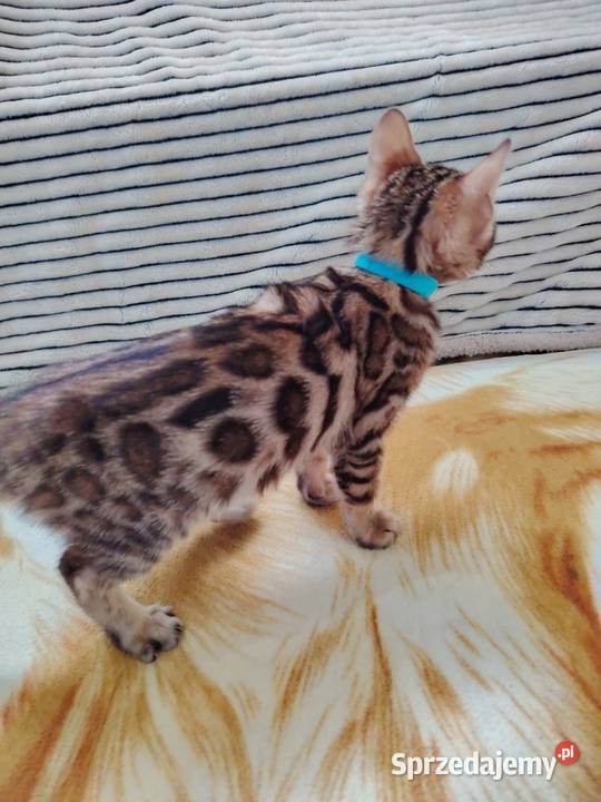 Sprzedam koty bengalskie mazowieckie Wyszków