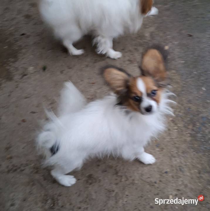 Piesek Papillon FCI ZKwP Łomianki