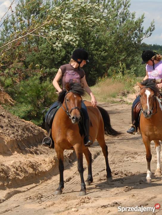 klacz huculska Młodzianów