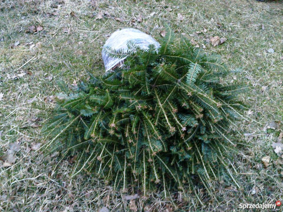 Jodła pospolita 5letnia wys40 Bochnia sprzedam