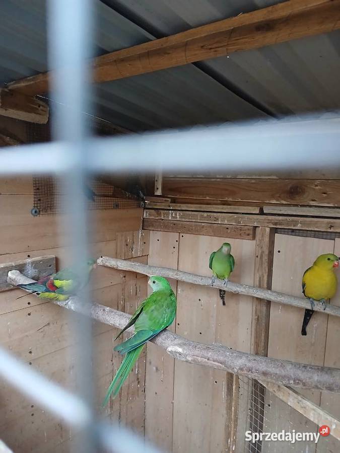 Bergi i barabandy Rżyska