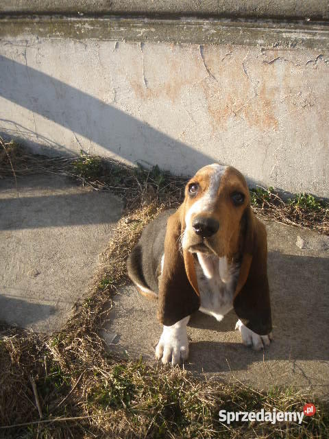 Basset Hound tricolor szczeniak z metryczką Lipno
