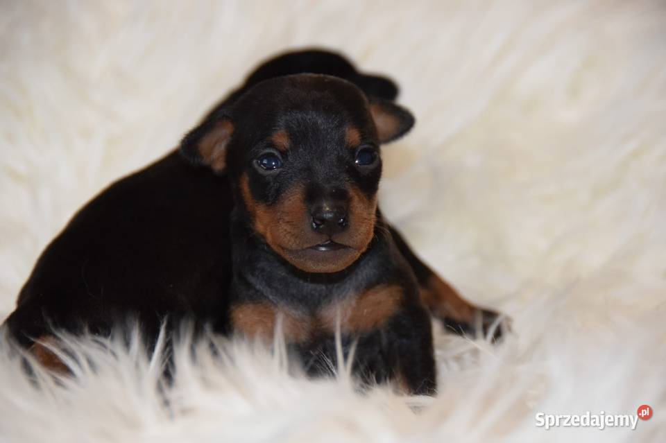 Szczenięta Pinczer Miniaturowy ZKWP fci Łochów