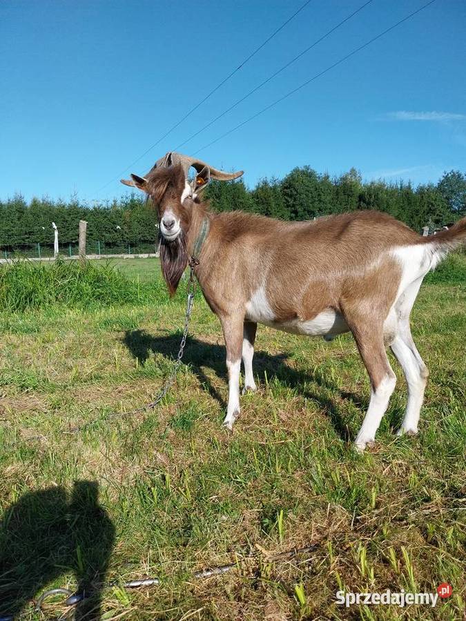 Kozioł british toggenburg Zabłudów