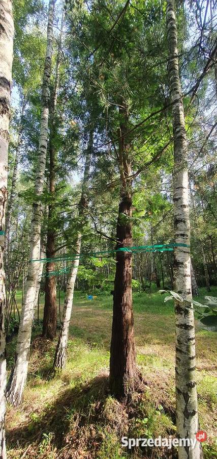 Metasekwoja chińska Duże drzewa drzewo obwód Wisznice