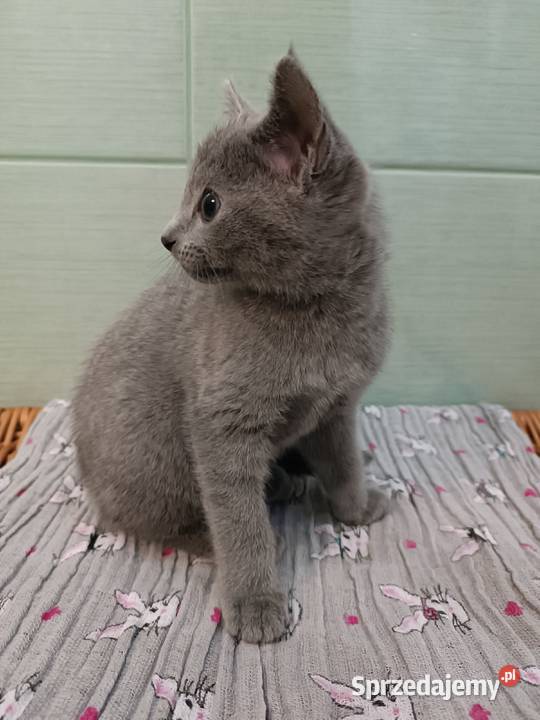 Koteczka Rosyjski Niebieski rodowód PZF WCF Piaseczno