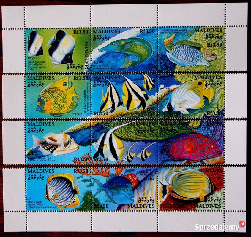 Malediwy wielkopolskie sprzedam