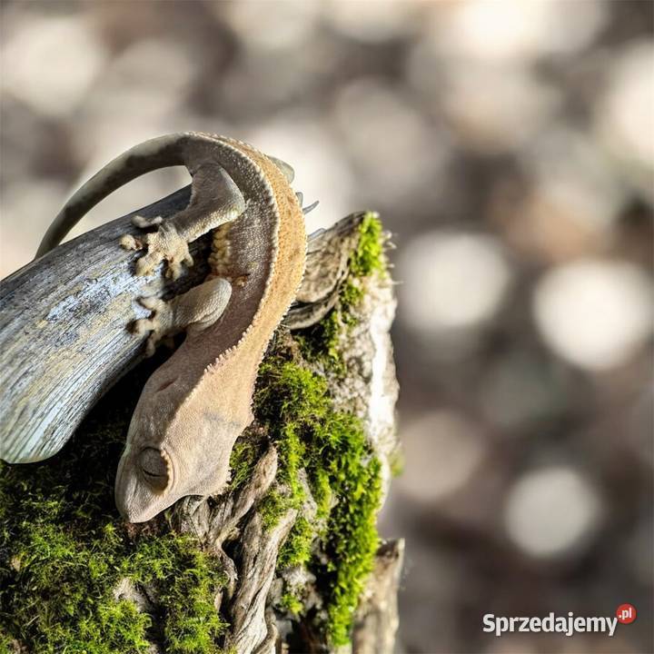 Młody gekon orzęsiony Zwierzęta śląskie Jastrzębie-Zdrój