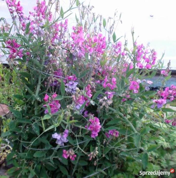 Groszek wieloletni bylina Bydgoszcz