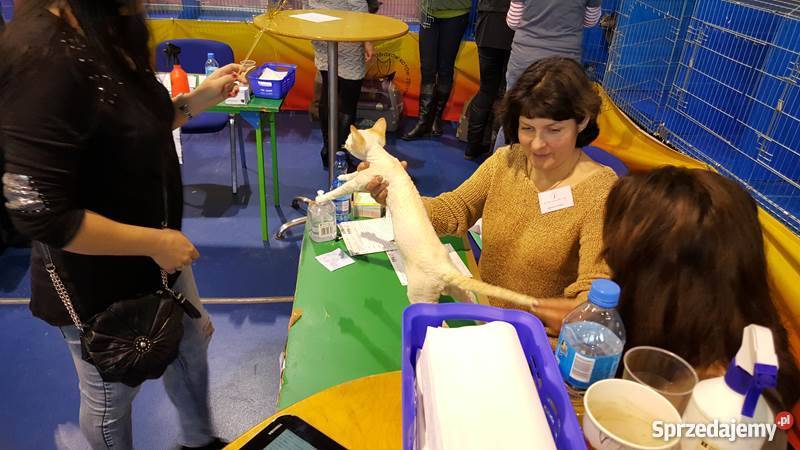 DEVON REX kocurek CHAMPIONACH Koty Kielce