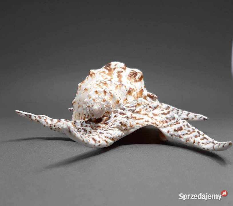 Muszla Szponiatka Duża Lublin