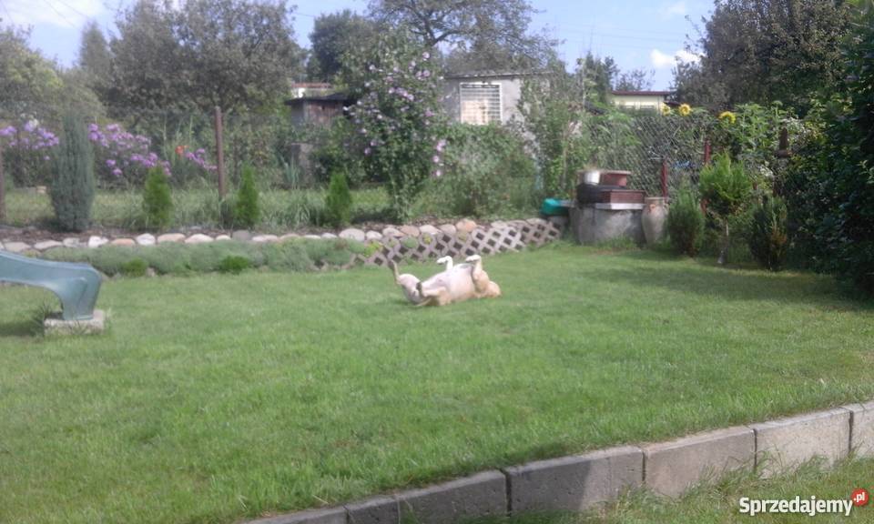 Sprzedam działkę rekreacyjną rekreacyjna Jastrzębie-Zdrój