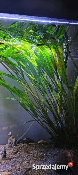 Zamienię roślinki akwariowe Wronki sprzedam