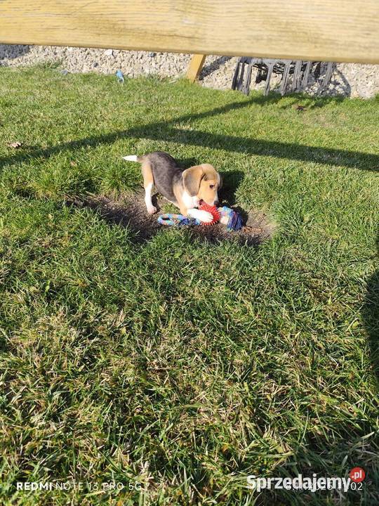 Śliczne Beagle gotowe do odbioru 3 szczepienia Beagle Poddębice