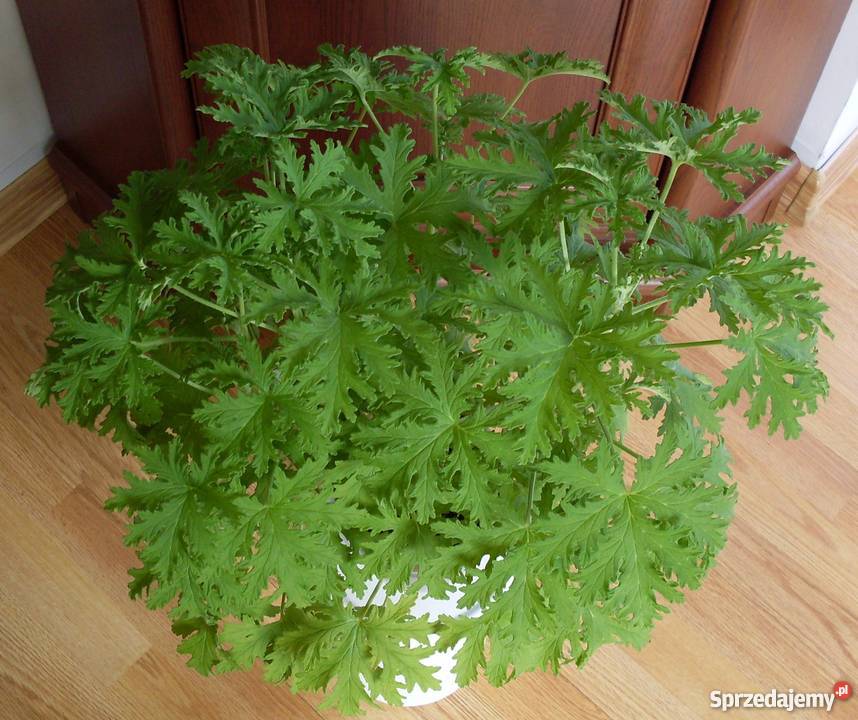 Kwiatgeranium Poznań Sprzedajemypl