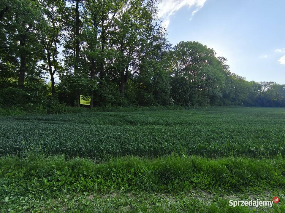 Sprzedam działkę 9300m2 Prudnik sprzedam