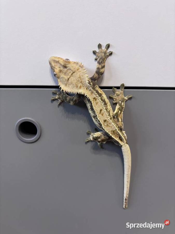 Gekon orzęsiony 2 letni samiec z całym terrarium Konikowo