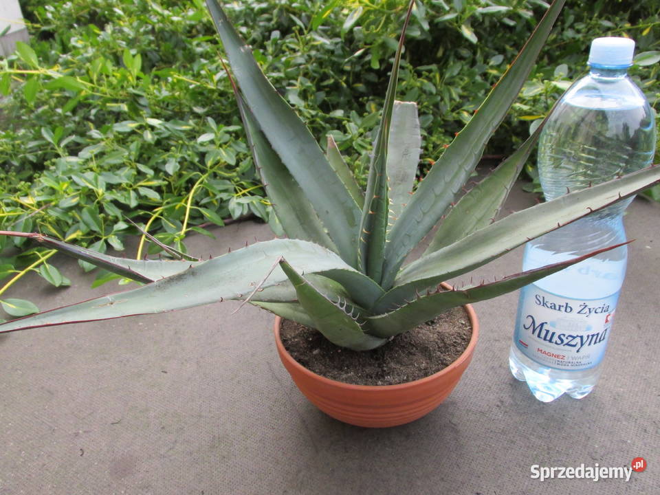 Ponad 10letnia agave shawii Agawa nadbrzeżna Kraków