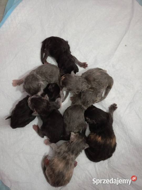 Rezerwacja Maine Coon kujawsko-pomorskie Kcynia sprzedam