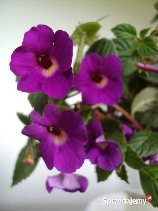 achimenes mazowieckie Bielsk