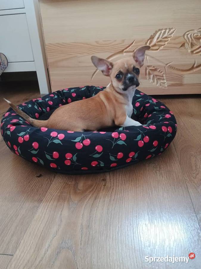 Chihuahua malutki wyjątkowy xxs Radomsko