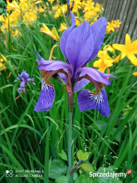 Irys syberyjski sadzonki Nowy Sącz
