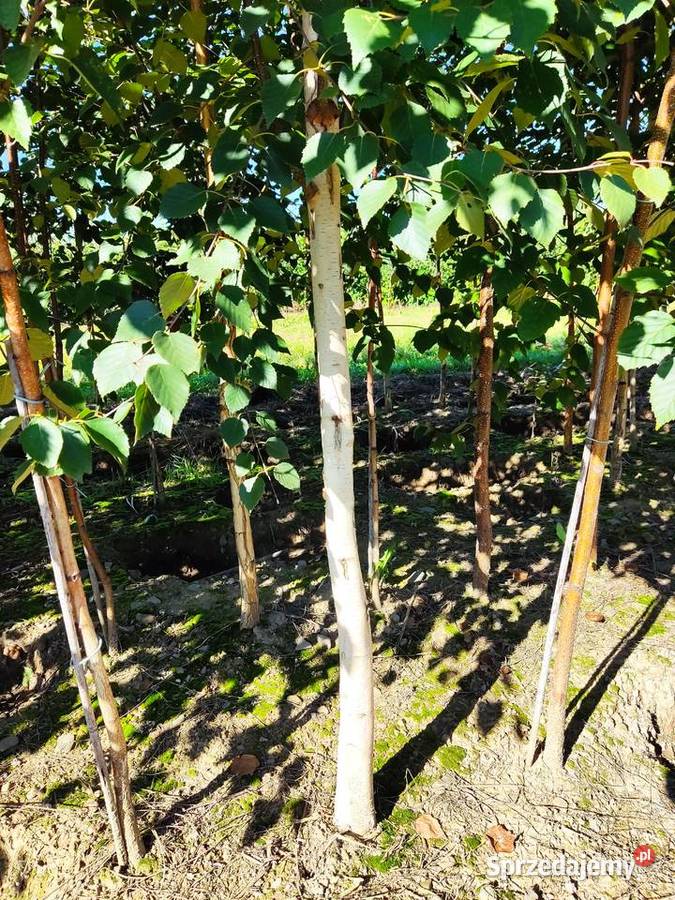 Brzozy pożyteczne Doorenbos duże sadzonki z Rośliny Ustroń