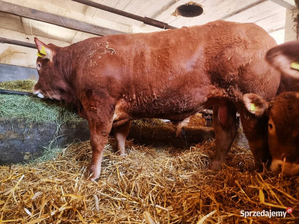 SPRZEDAM byki rasy Limousine 100 BEZROŻNE Radzyń Podlaski